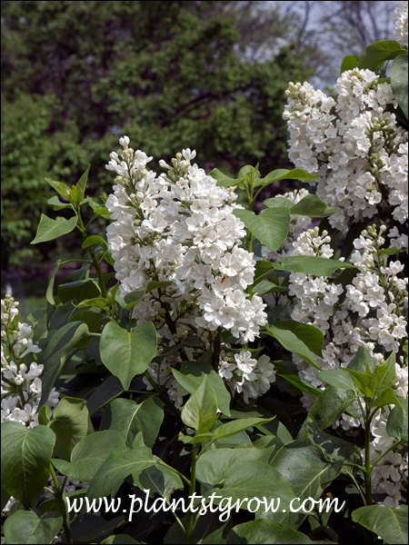 Rochester Lilac